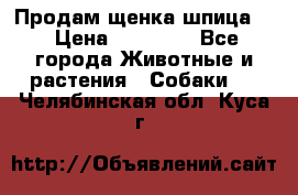 Продам щенка шпица.  › Цена ­ 15 000 - Все города Животные и растения » Собаки   . Челябинская обл.,Куса г.